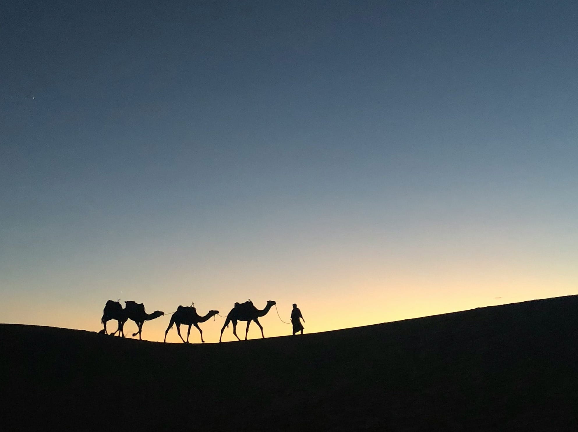 silhouette photo of man holding leash of camel